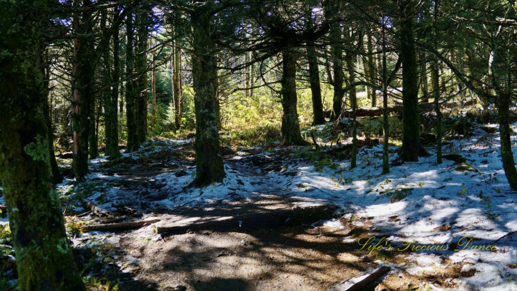 Trail leading through a forest at Mt Mitchell State Park. Ground partially covered by snow.