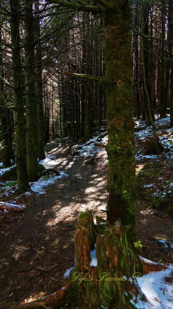 Trail leading through a forest at Mt Mitchell State Park. Ground partially covered by snow.