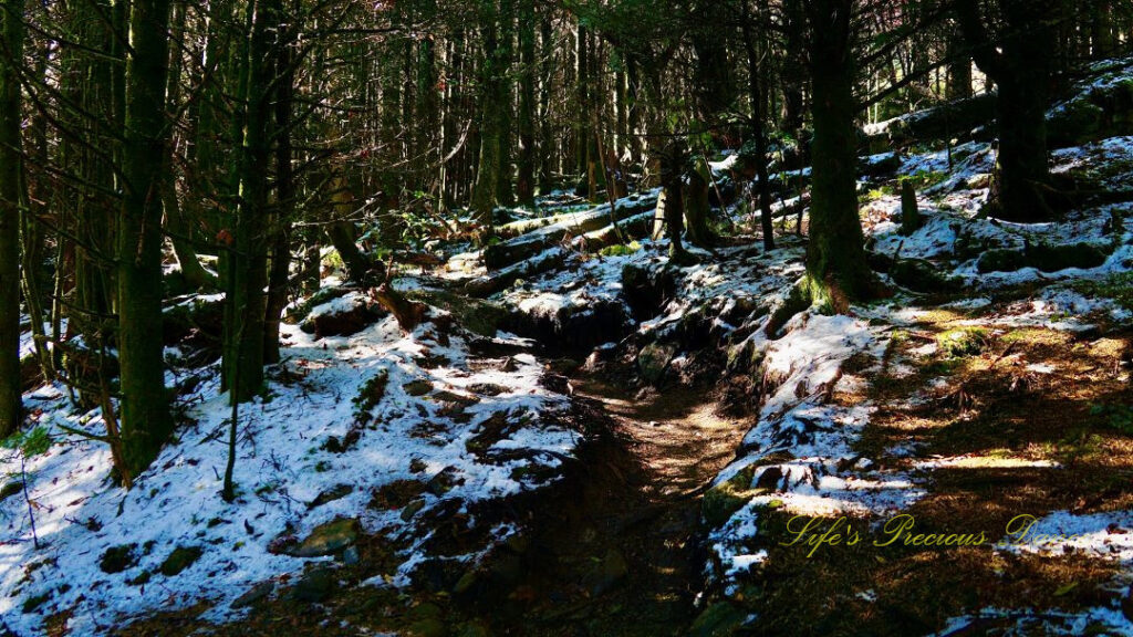 Winding trail leading through a forest at Mt Mitchell State Park. Ground partially covered by snow.