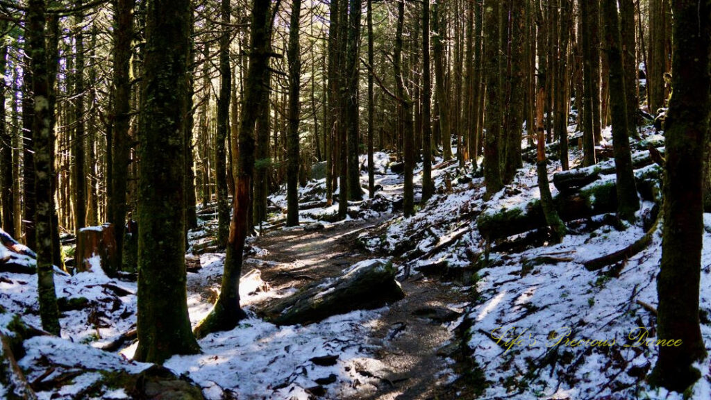 Winding trail leading through a forest at Mt Mitchell State Park. Ground partially covered by snow.