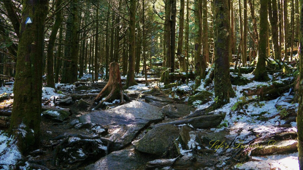 Winding trail leading over rocks and through a forest at Mt Mitchell State Park. Ground partially covered by snow.