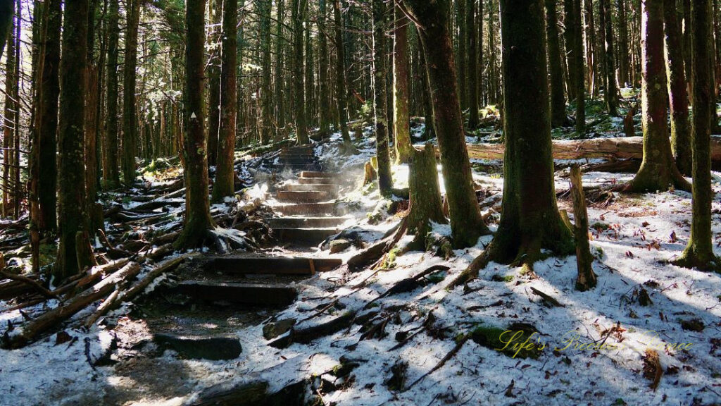 A trail of steps leading through a forest at Mt Mitchell State Park. Ground partially covered by snow.