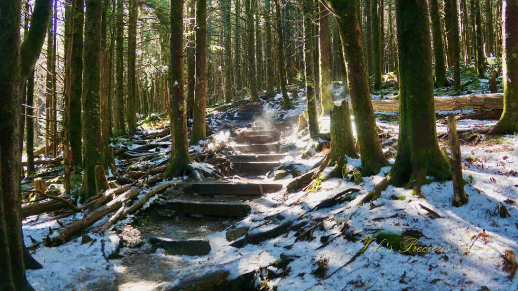 A trail of steps leading through a forest at Mt Mitchell State Park. Ground partially covered by snow.