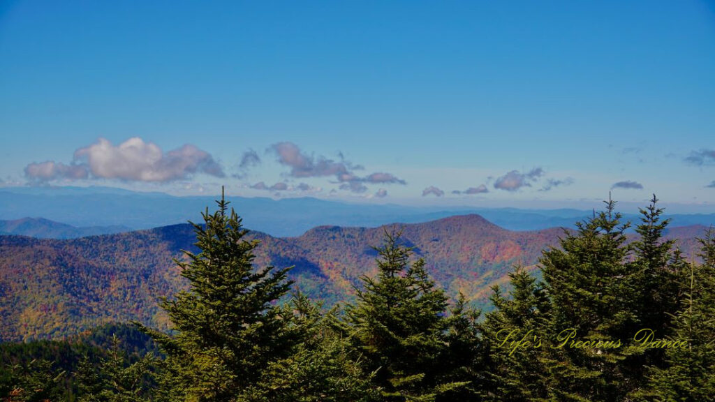 Landscape view from the top of Mt Mitchell overlooking colorful mountain peaks and trees in the valley. Several cedars in the foreground.