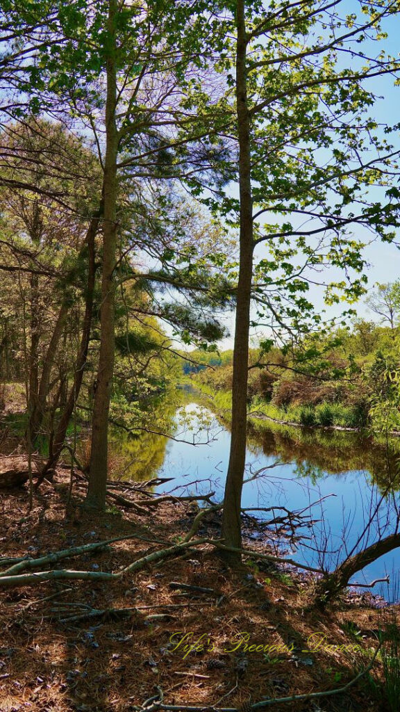 Pine trees on the bank of a marsh. The pond and reflecting vegetation in the background.