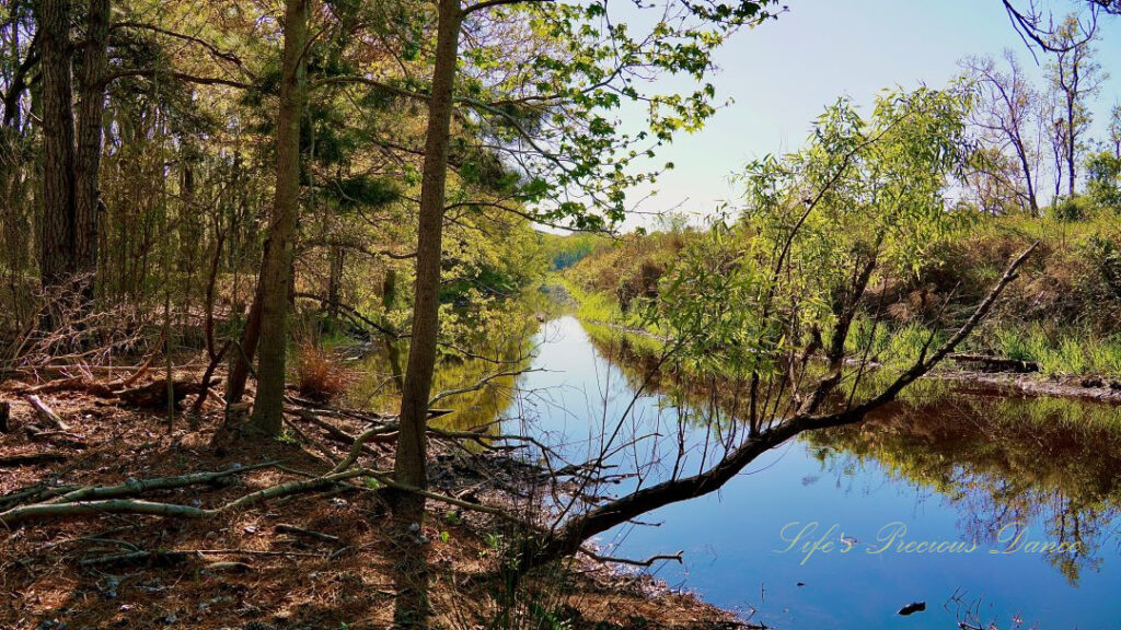 Pine trees on the bank of a marsh. The pond and reflecting vegetation in the background.