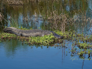 Alligator sunning itself in a marsh.