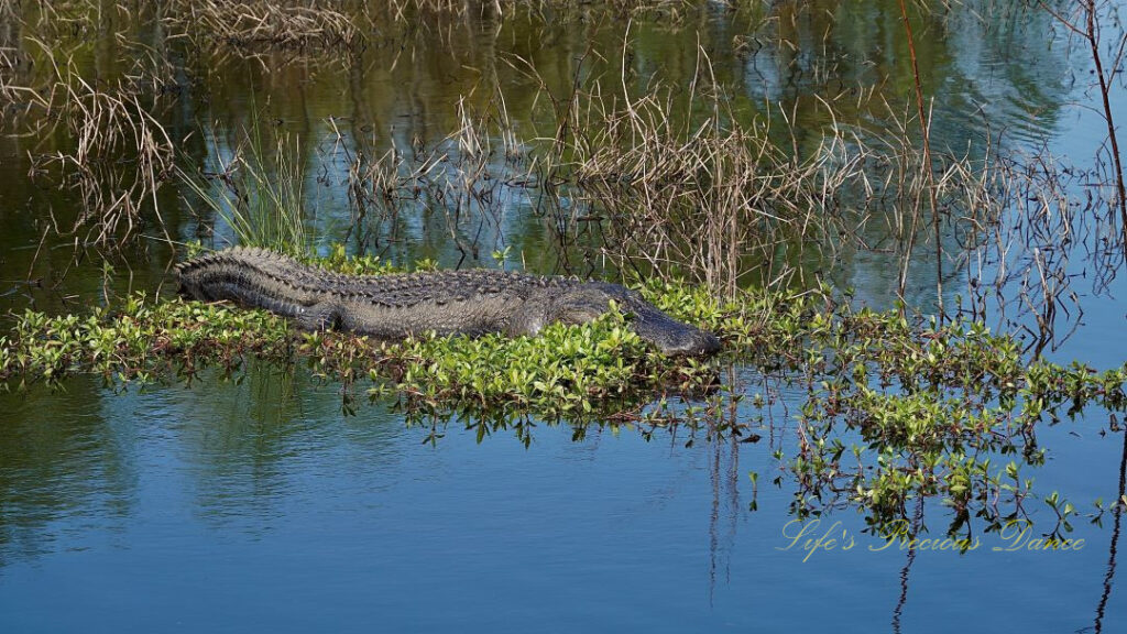 Alligator sunning itself in a marsh.