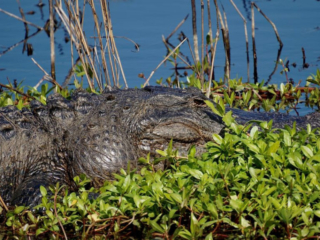 Close up of an alligator resting in a marsh.