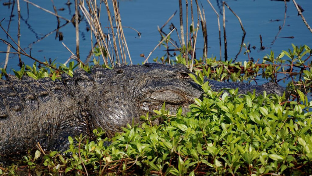 Close up of an alligator resting in a marsh.