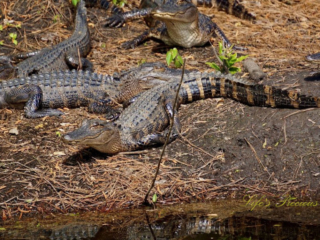 Several juvenile alligators resting on the bank of a creek.
