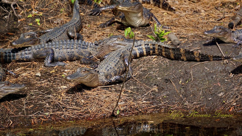 Several juvenile alligators resting on the bank of a creek.