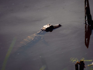 Baby alligator in a pond with its head protruding from the water.