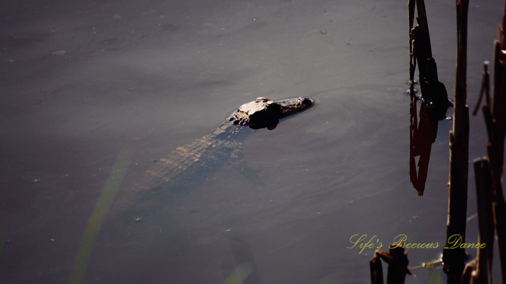 Baby alligator in a pond with its head protruding from the water.