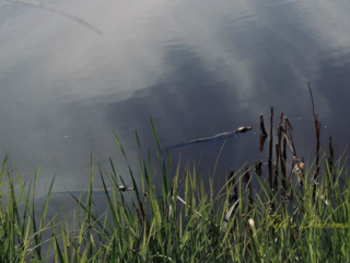 Baby alligators swimming in a pond.