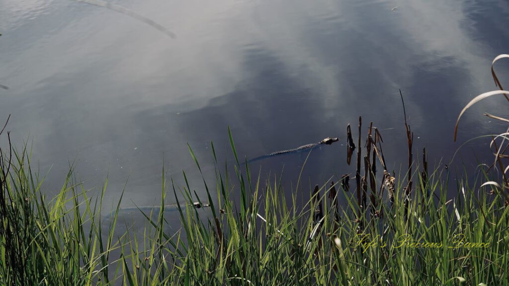 Baby alligators swimming in a pond.