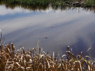 Two baby alligators swimming in a marsh. Clouds reflecting in the water.
