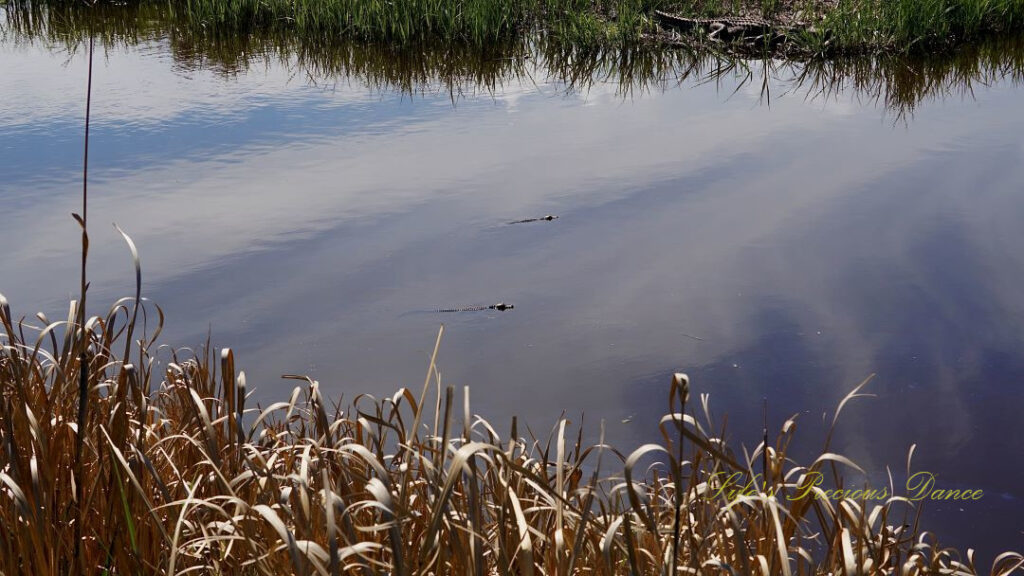 Two baby alligators swimming in a marsh. Clouds reflecting in the water.