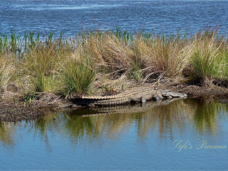 Alligator resting along the bank of a marsh, reflecting in the water.