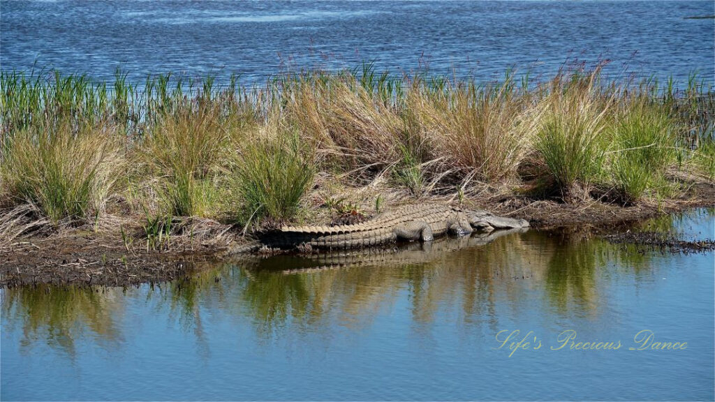 Alligator resting along the bank of a marsh, reflecting in the water.