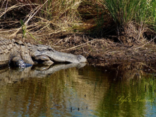 Close up of an alligator along the bank of a marsh, reflecting in the water.