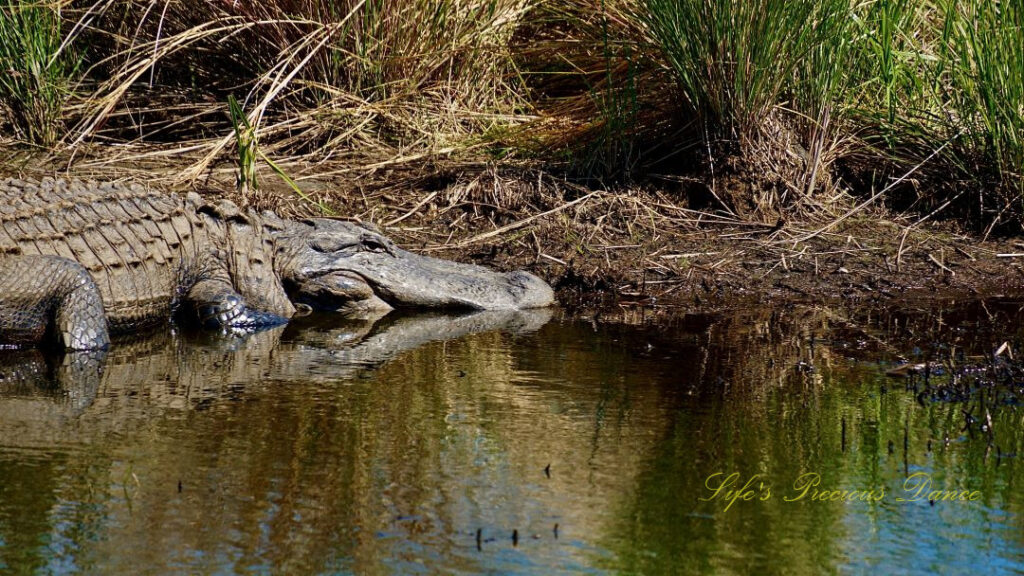 Close up of an alligator along the bank of a marsh, reflecting in the water.