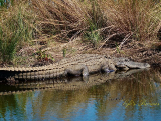 Alligator resting along the bank of a marsh, reflecting in the water.