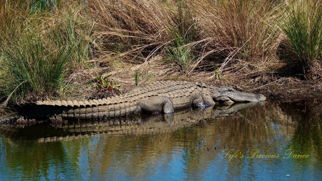 Alligator resting along the bank of a marsh, reflecting in the water.