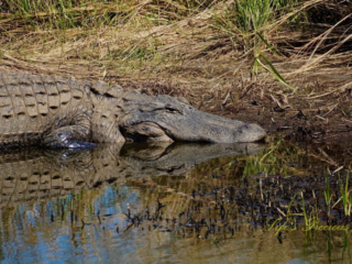 Close up of an alligator along the bank of a marsh, reflecting in the water.