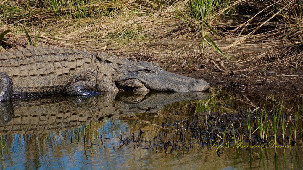 Close up of an alligator along the bank of a marsh, reflecting in the water.