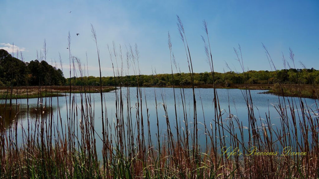 View through reeds along a pond at Donnelly WMA. A few passing birds up above.