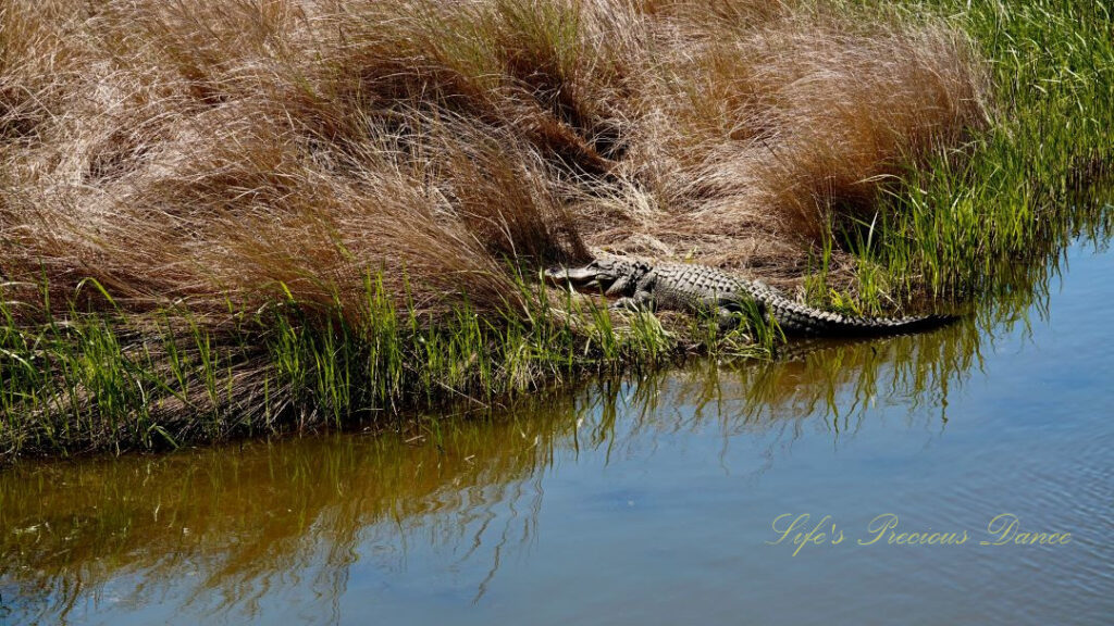 Alligator resting along the bank of a marsh.