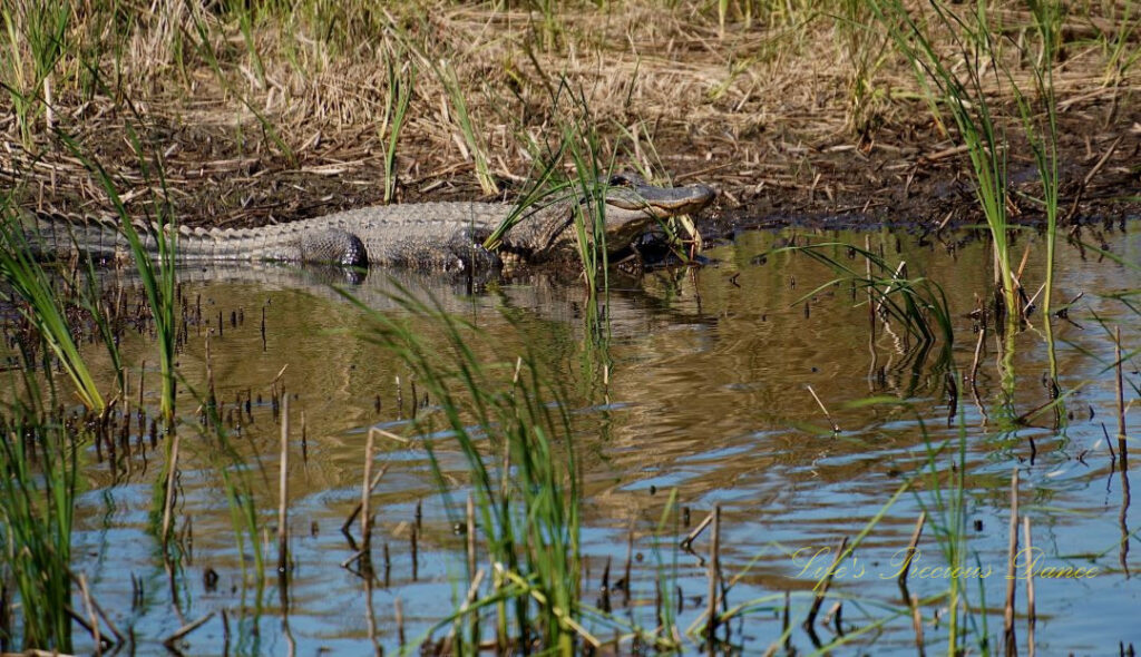 Alligator resting and reflecting in the water of a marshy area.