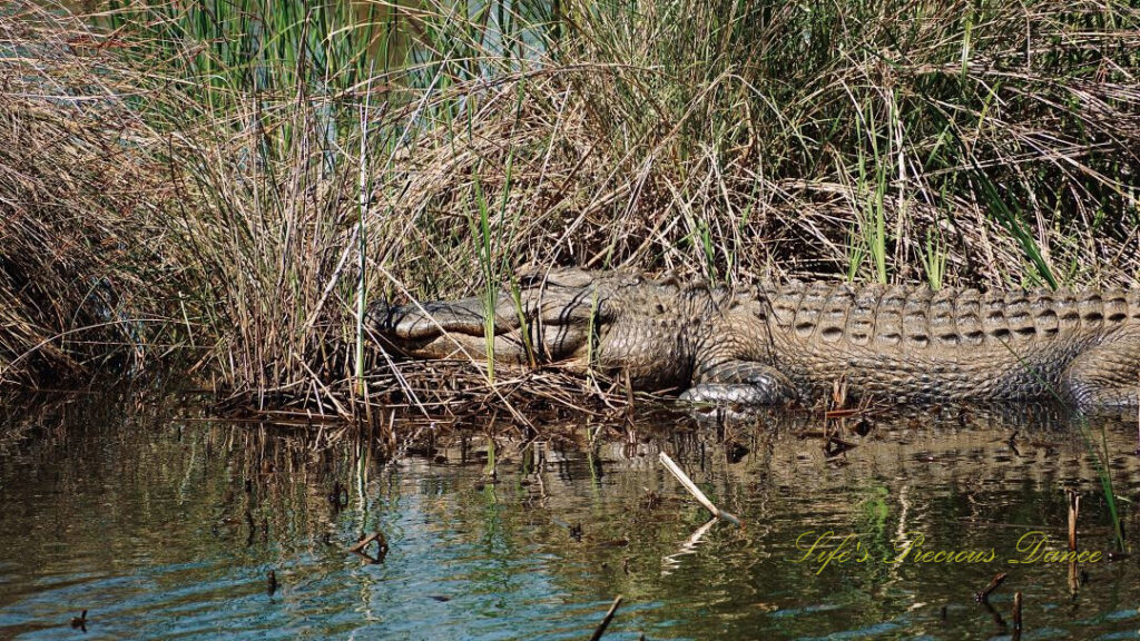 Alligator resting on the edge of a marsh, reflecting in the water.