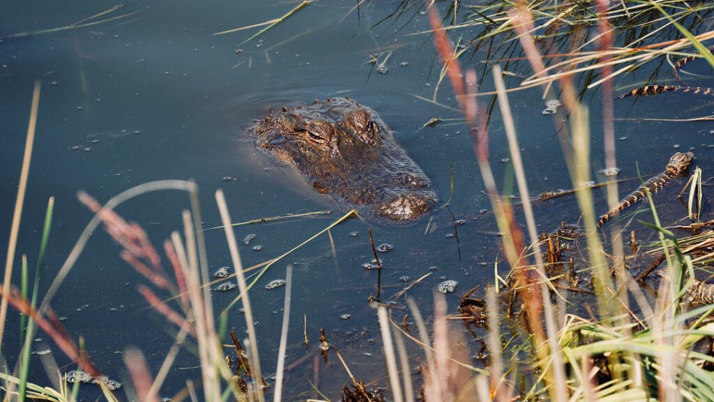 Alligator with its head protruding out of a pond. It&#039;s babies swimming nearby.