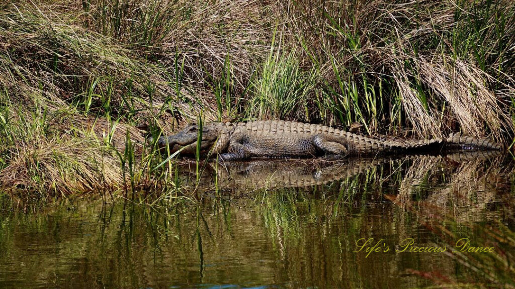 Alligator resting and reflecting in the water of a marshy area.