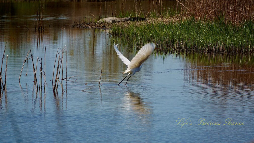 Egret taking flight from a marshy area. An alligator resting on the bank in the background.