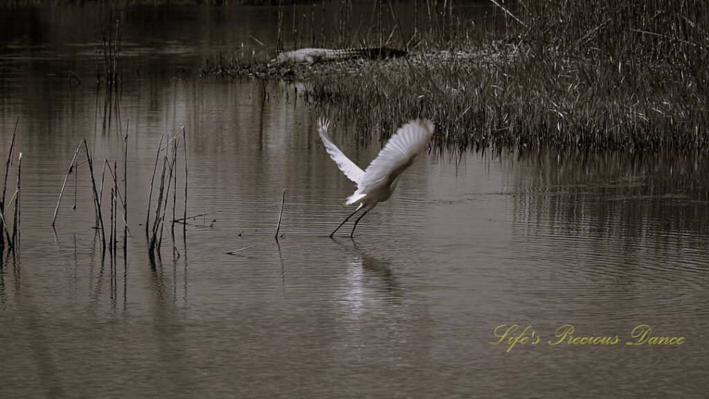 Black and white of an egret taking flight from a marshy area. An alligator resting on the bank in the background.