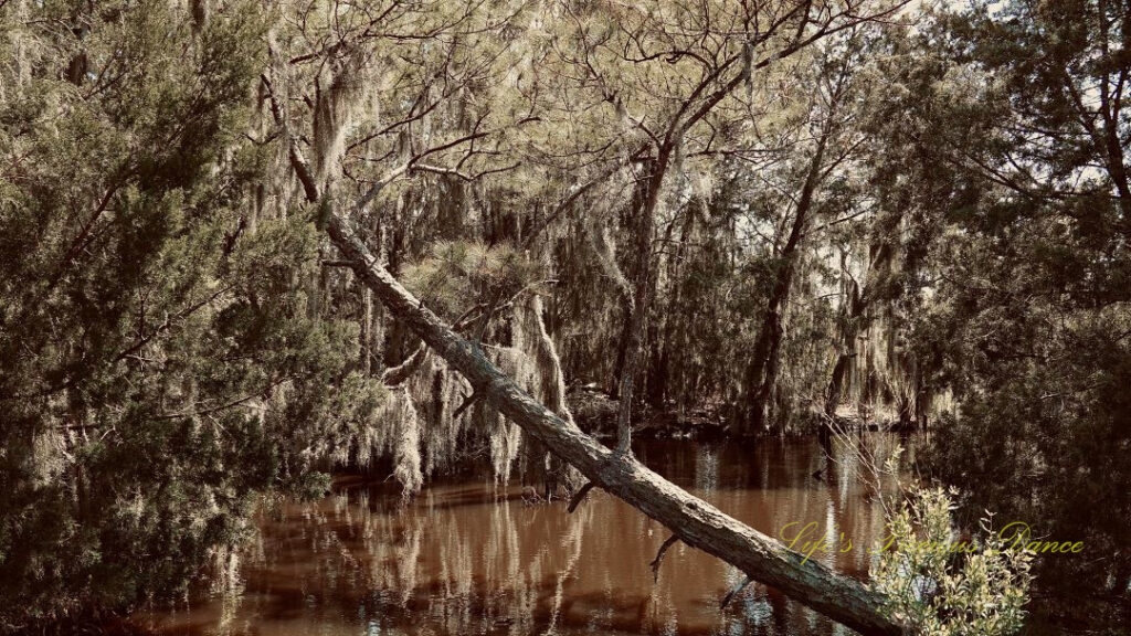 Spanish Moss hanging from trees above a creek at Donnelly WMA