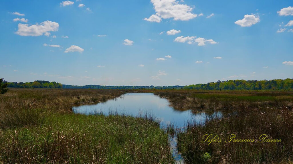 Landscape view of a marsh at Donnelly WMA. Passing clouds up above.