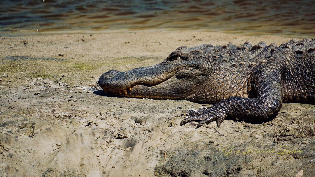 Close up of an alligator resting on a sandy area.