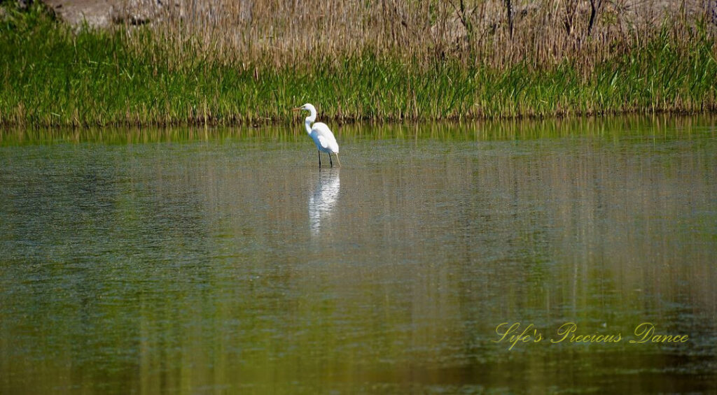 Egret standing in a marsh, reflecting in the water.