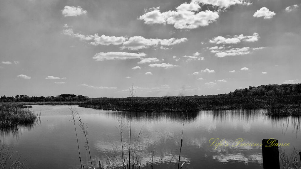 Black and white landscape view, of a marsh at Donnelly WMA. Clouds reflecting in the water.