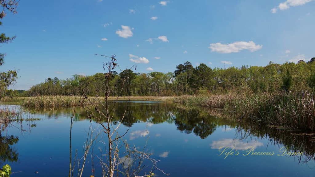 Landscape view of a pond at Donnelly WMA. Trees, blue skies and clouds reflecting in the water