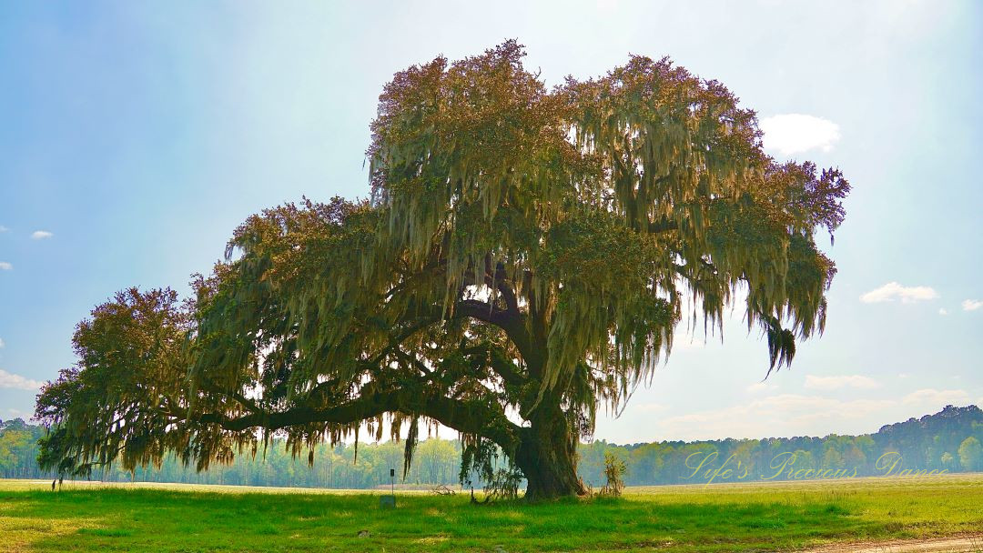 Southern Live Oak draped in spanish moss, standing alone in a field.