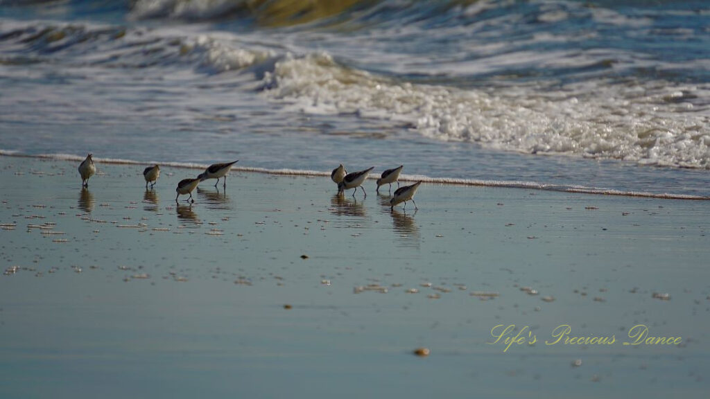 Seabirds grazing along the beach as ocean waves come rolling in.