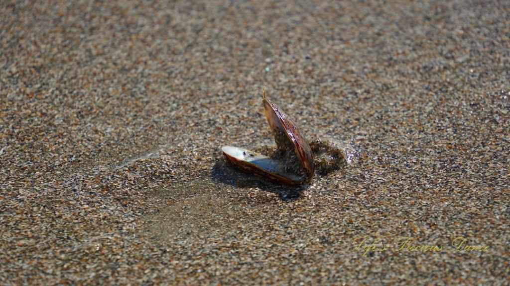 Open sea shell resting in the sand at Myrtle Beach.