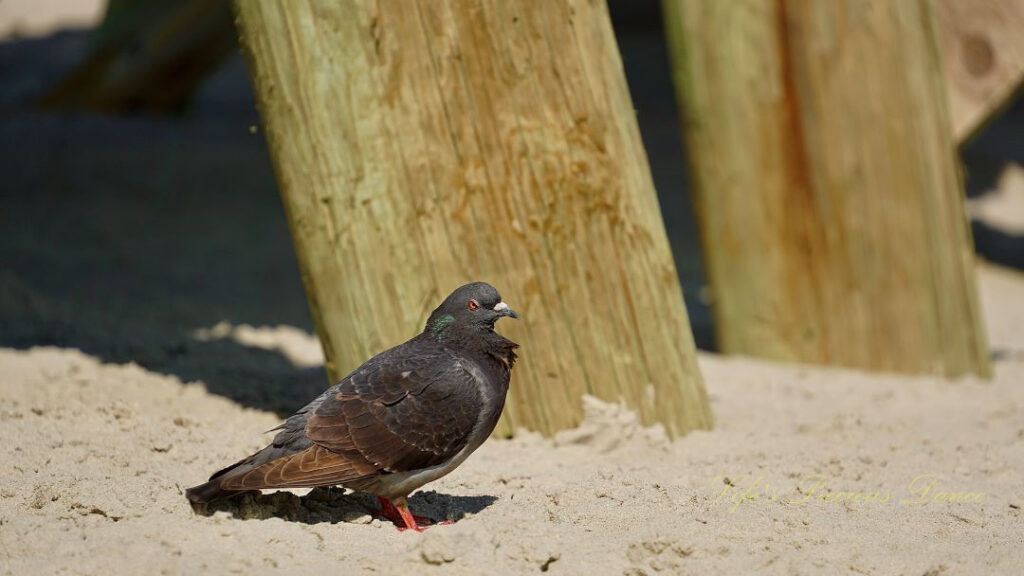 Rock dove standing in the sand by a pier post at Myrtle Beach State Park.