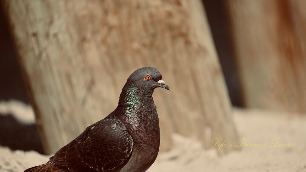 Rock dove standing in the sand by a pier post at Myrtle Beach State Park.