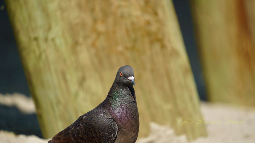 Rock dove staring straight at camera. Pier post stand in the background.